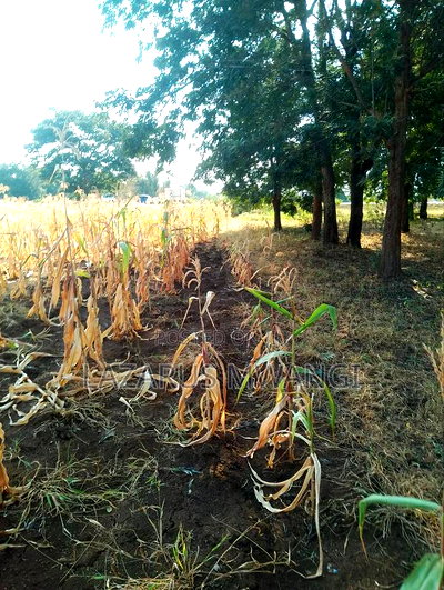 An Eighth of a Plot at Mwea Near Highway Kemri - Image 9