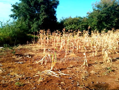 An Eighth of a Plot at Mwea Near Highway Kemri - Image 6