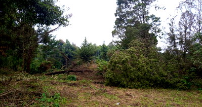 KSh 20M Garden Plot with Parking - Tigoni