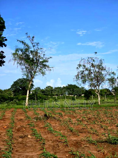 Bofa Prime 3rd Row Beach Plots for Sale - Image 5