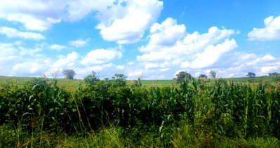 150-Acre Garden Plot in Kiambu