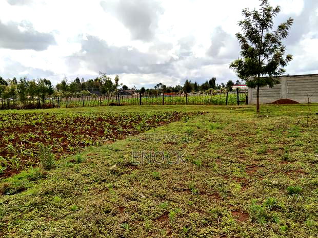 Prime Plots in Kibulgeny Kiplombe