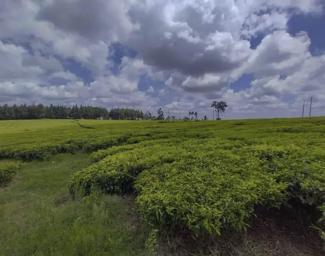 19-Acre Tea Plantation in Kiambu