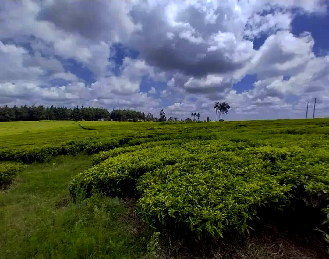 19-Acre Tea Plantation in Kiambu