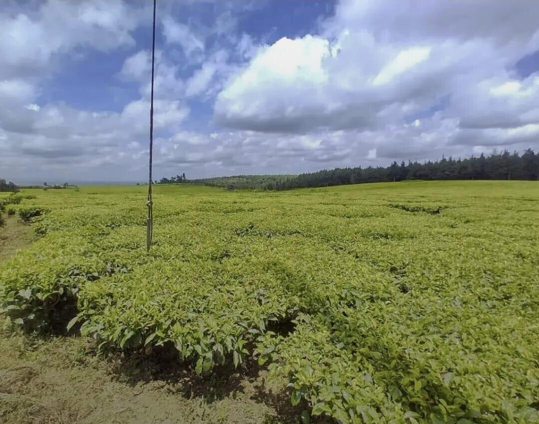 19-Acre Tea Plantation in Kiambu