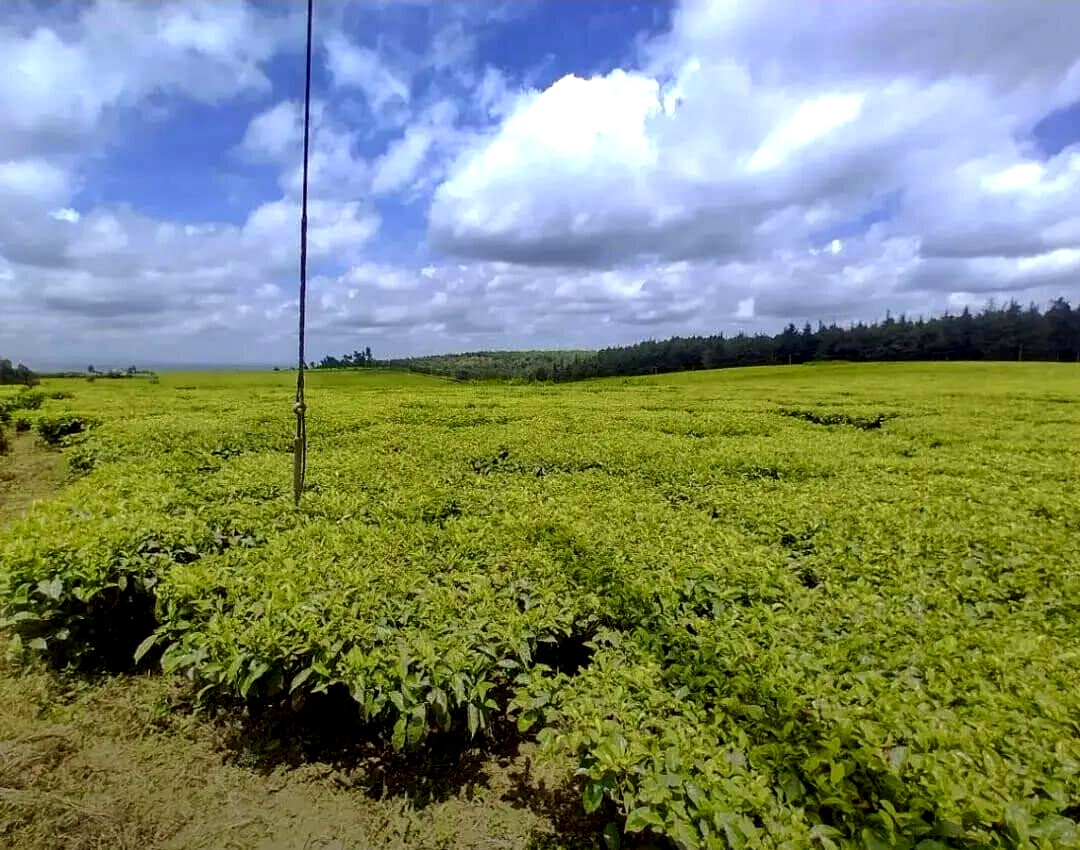 19-Acre Tea Plantation in Kiambu