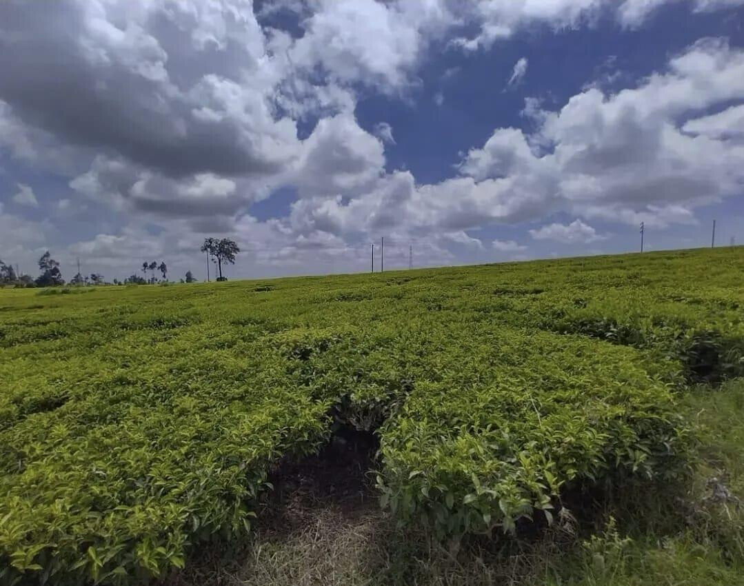 19-Acre Tea Plantation in Kiambu