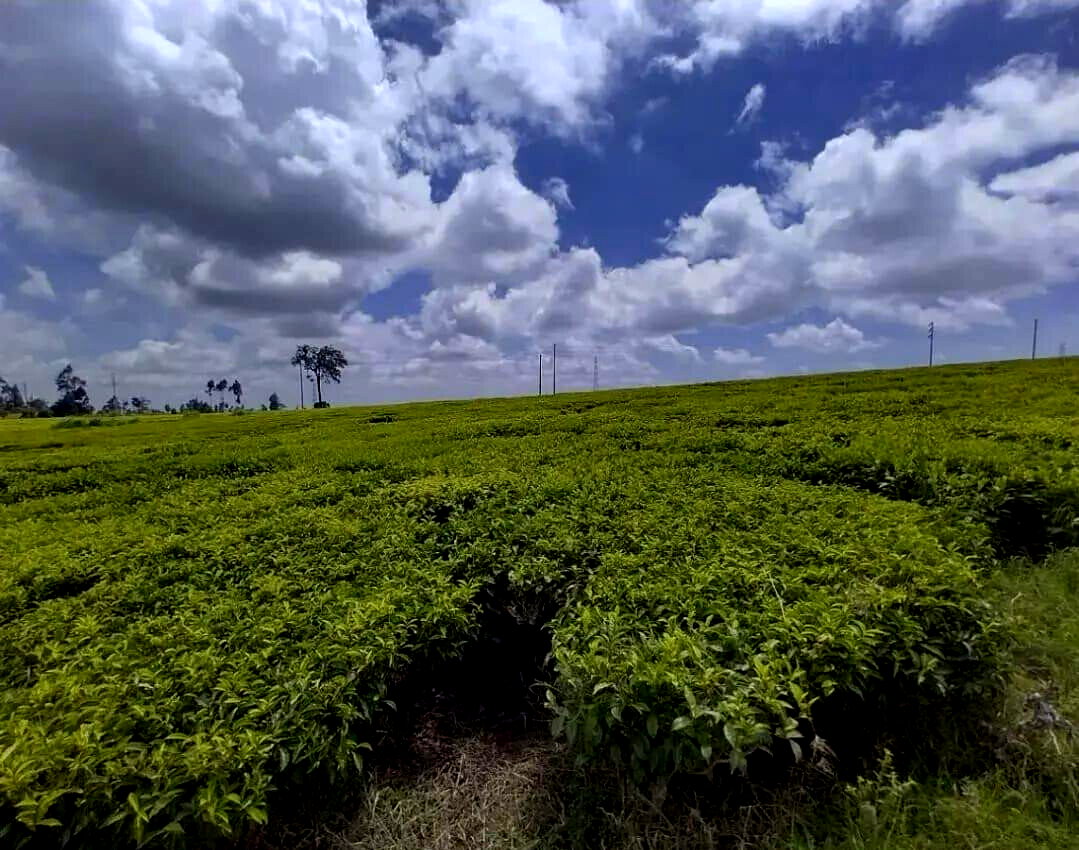 19-Acre Tea Plantation in Kiambu