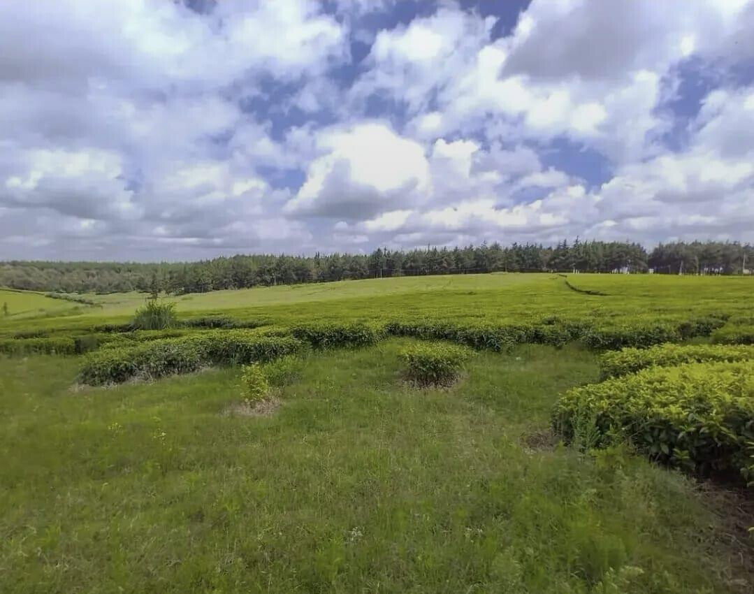 19-Acre Tea Plantation in Kiambu