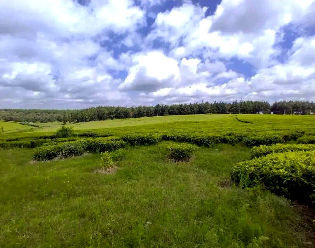 19-Acre Tea Plantation in Kiambu