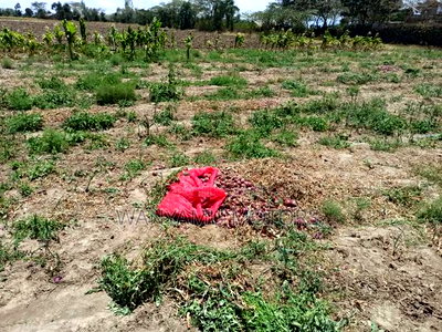 4 Acre Plot 4 Sale - Image 4