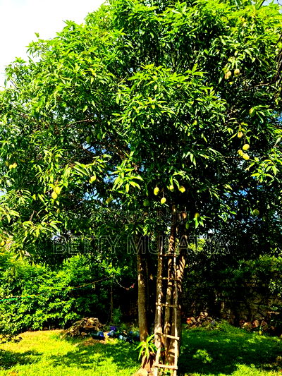 2bdrm Villa in P.K Estate, Malindi for sale - Image 5