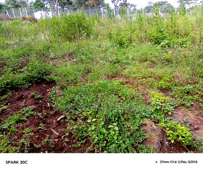 Land for Sale - Image 5