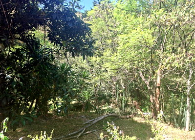 3/4 Acre Garden Plot in Muthaiga