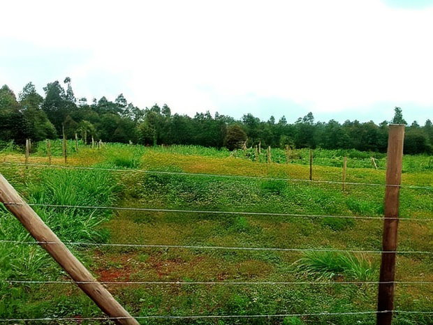 Residential 50 X 100ft Plot for Sale in Kamangu Ng'Amba Area