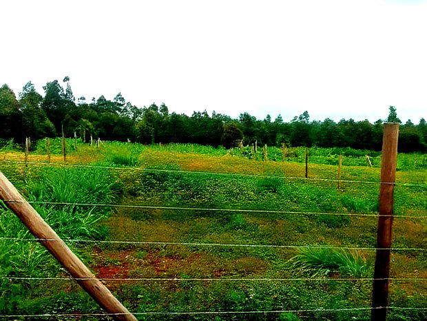 Residential 50 X 100ft Plot for Sale in Kamangu Ng'Amba Area