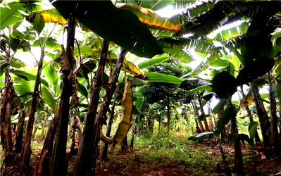 3/4 Acre Plot in Dagoretti for KSh 42M