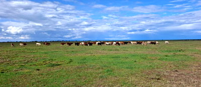 1.1 Acres in Laikipia West for KSh 350K