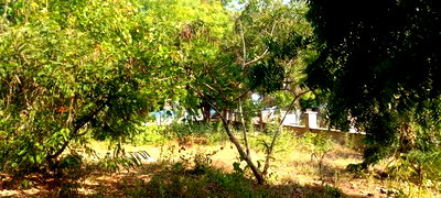 On Sale 1/2 Acre Beach Plot With House in It. - Image 10