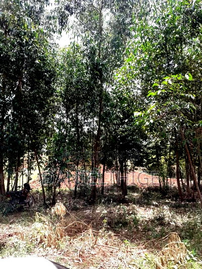 0.7 Acre Land on Sale in Kikuyu Kwa Mindo Near Karlo Muguga - Image 5