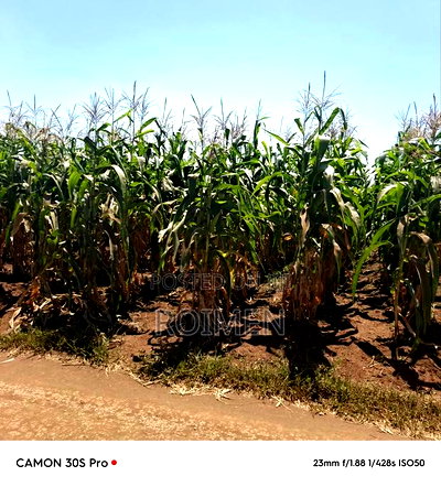 8 Ekali Katika Mpaka Wa Kenya Na Tanzania - Image 3