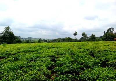 1 Acre Plot in Riara Ridge