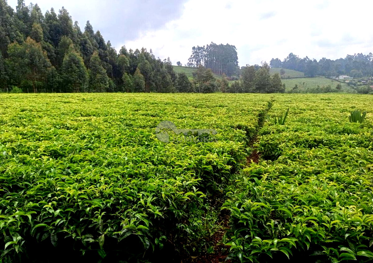 Riara Ridge 1 Acre Plot in Riara Ridge - Kiambu CBD, Kiambu / Kiambu, Kiambu | Jumuika