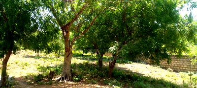 3 Acres Beach Plot Touching Clear Sandy on Blue Sea Water. - Image 16