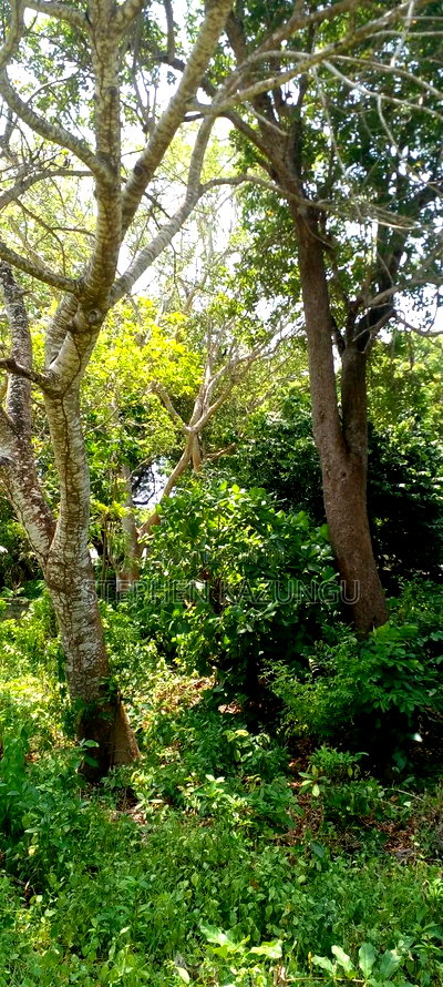 3 Acres Beach Plot Touching Clear Sandy on Blue Sea Water. - Image 6