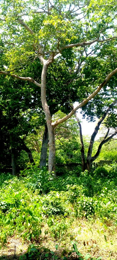 3 Acres Beach Plot Touching Clear Sandy on Blue Sea Water. - Image 8