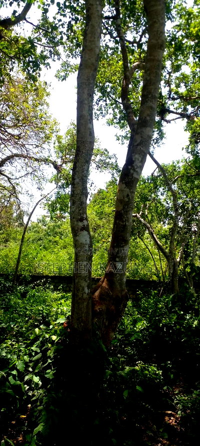 3 Acres Beach Plot Touching Clear Sandy on Blue Sea Water. - Image 17