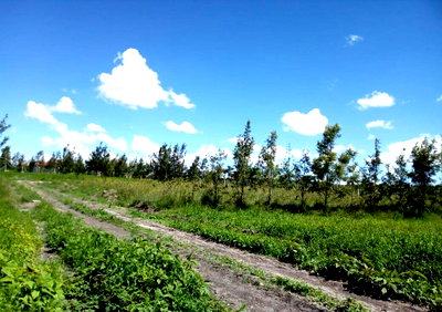 50x100 Plot with Garden for KSh 2.4M