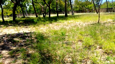 2 Acres of Land in Watamu - Image 2