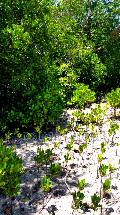 2 Acres of Land in Watamu - Image 6