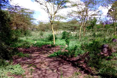 14.4-Acre Commercial Land in Athi River