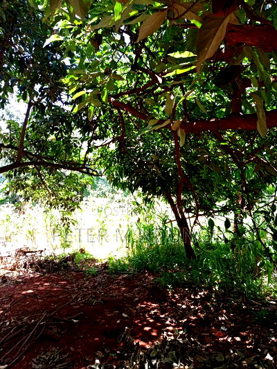 Commercial Plot on Sale, 0.0375 Acre, Thindigua - Image 3