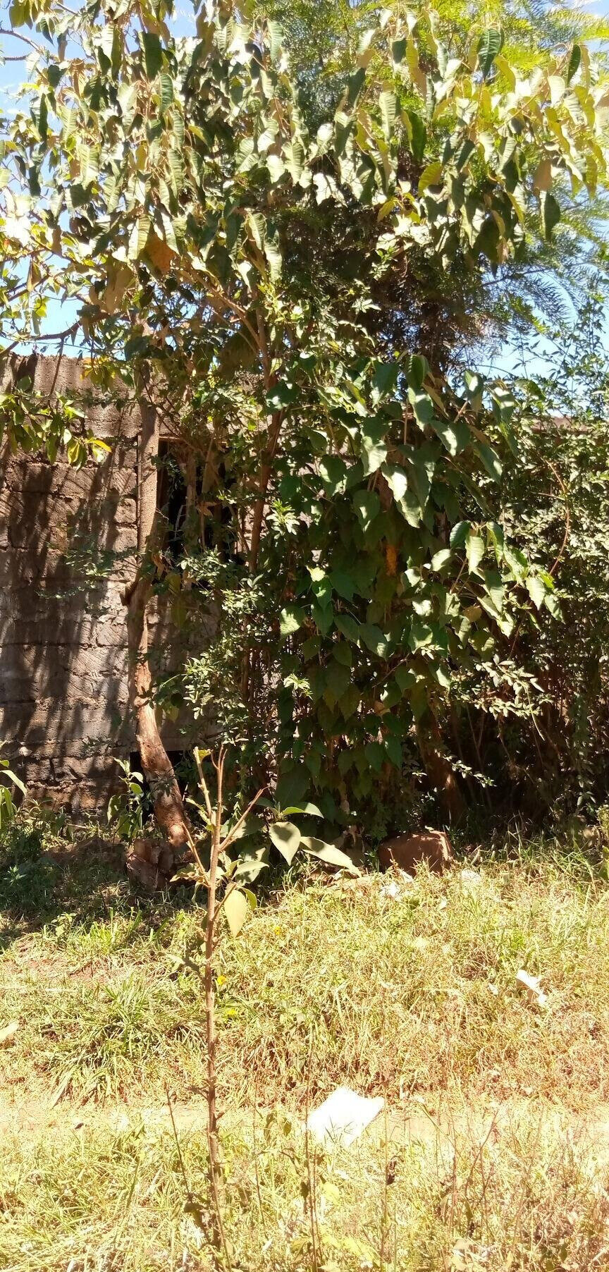 50x100 Plot with Garden in Dagoretti