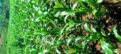 Uref Primary School in Ugunja - Image 1