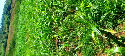 Uref Primary School in Ugunja - Image 2