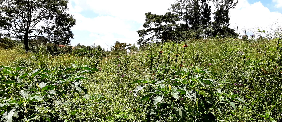 1 Acre Garden Plot in Kangemi