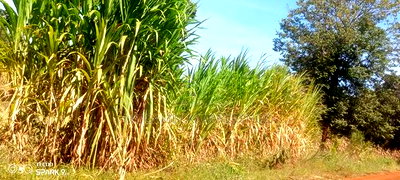 Mugoya (7) 50*100 - Image 2