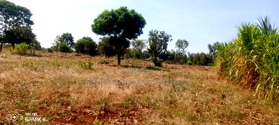 Mugoya (7) 50*100 - Image 3