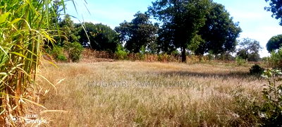 Mugoya (7) 50*100 - Image 4