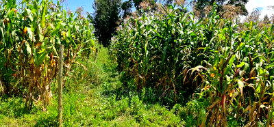 1/8 Plot for Sale in Kimumu Eldoret - Image 4