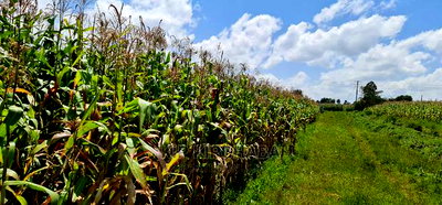 1/8 Plot for Sale in Kimumu Eldoret - Image 2