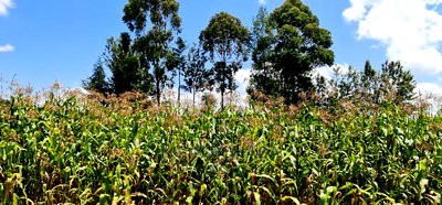 1/8 Plot for Sale in Kimumu Eldoret - Image 1