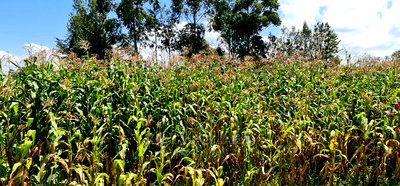 1/8 Plot for Sale in Kimumu Eldoret - Image 6