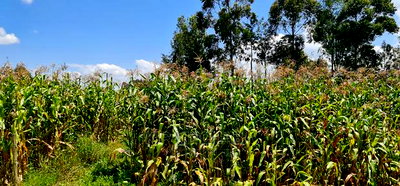 1/8 Plot for Sale in Kimumu Eldoret - Image 5