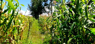 1/8 Plot for Sale in Kimumu Eldoret - Image 3