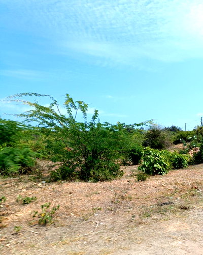 1/8 Acre Garden Plot in Malindi